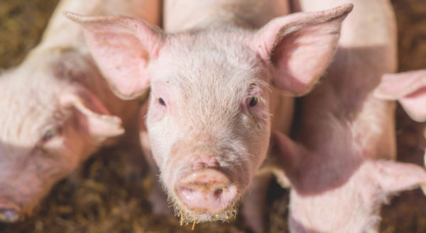 Cochon d'élevage nourri avec une alimentation équilibrée afin de produire une viande saine et de qualité