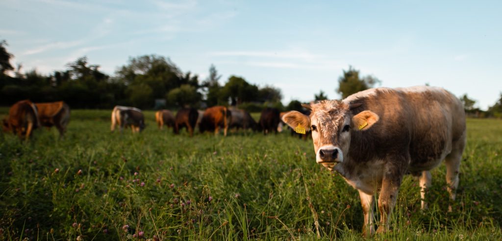 Vache dans un pré d'élevage durable et respectueux des animaux, en Belgique.